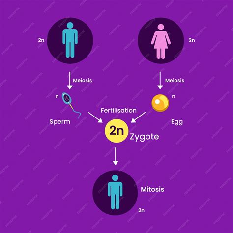 Proceso de reproducción sexual humana. diseño infográfico médico