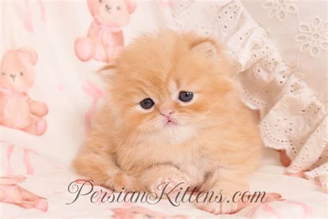 Discover 16 Doll Face Persian Kittens ~ Chester and persian kittens