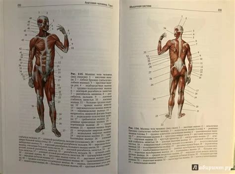 Первая анатомия человека