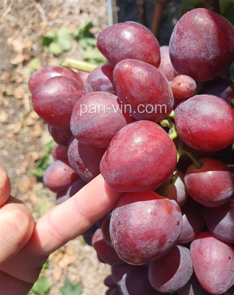 Велюр — pan-vin.com