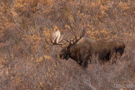 fall  alaska wilder alaska teklanika photography field journal