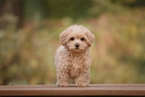 Maltipoo Growth Chart: How Large Will My Puppy Get?