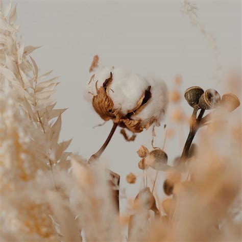 cotone standard  cotone ring spun quali sono le differenze