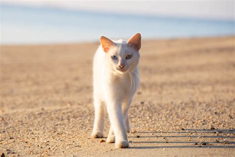 Khao Manee Cat Breed Pictures, Characteristics, & Facts