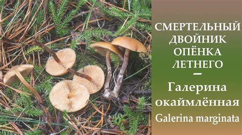 СМЕРТЕЛЬНЫЙ двойник Опёнка летнего - Галерина окаймлённая - Galerina ...