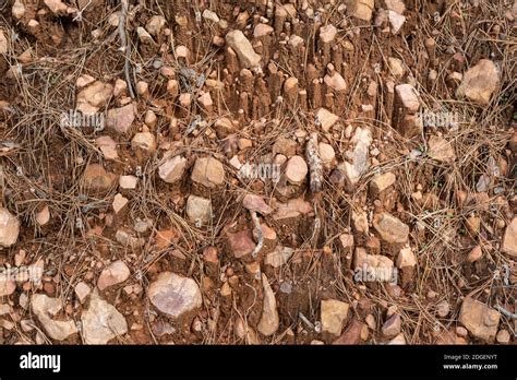 Laterite soil orange clay rocks dry grass pine needles in autumn forest ...