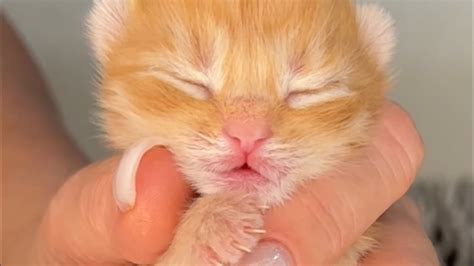 Нам просто 3 дня😻😻😻😻 - YouTube