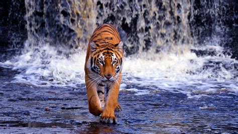 Tiger HD Wallpaper (81+ images)