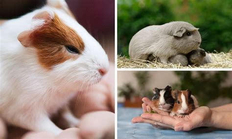 complete guide  baby guinea pig care