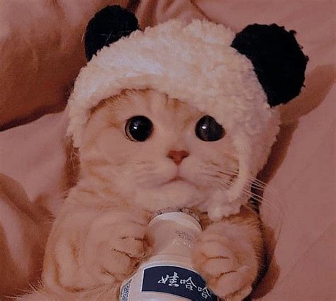 🥛 ⸙₎ 𝚌𝚊𝚝𝚜 𝚒𝚌𝚘𝚗𝚜 ࣪ 𖦹﹆ | Котенок, Милый кот, Пушистые котята | Bebek kedi ...