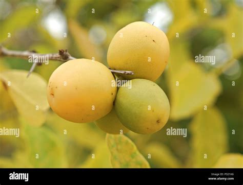 Jungle fruit hi-res stock photography and images - Alamy