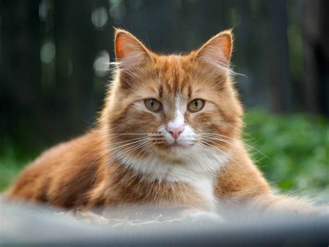 Why does my cat make noises while sleeping? – Kitty Cat Tips