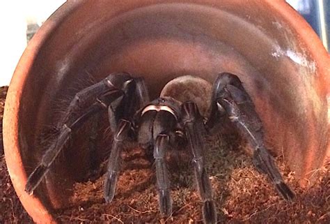 Goliath Tarantula Fangs