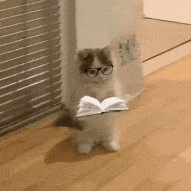 cat studying gifs tenor