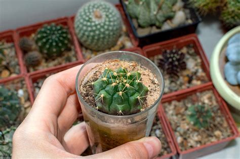 Гимнокалициум Дамса в возрасте 8-9 лет / Gymnocalycium damsii ssp. evae