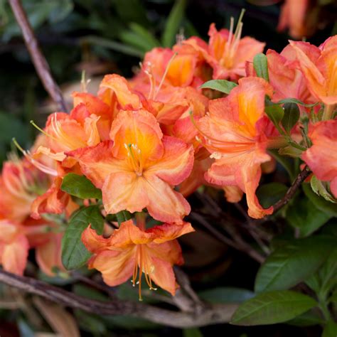 Deciduous Azalea Fireworks - Deciduous Azaleas - Millais Nurseries