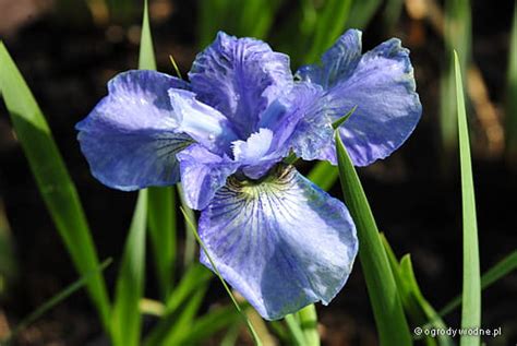 Iris sibirica „Dear Delight” - kosaciec syberyjski | Sadzawka.pl