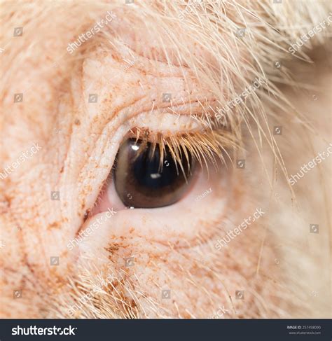 23,283 Pigs eye Images, Stock Photos & Vectors | Shutterstock