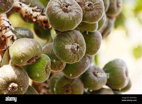 bunches  fresh organic fig fruits   tree   edible fruit