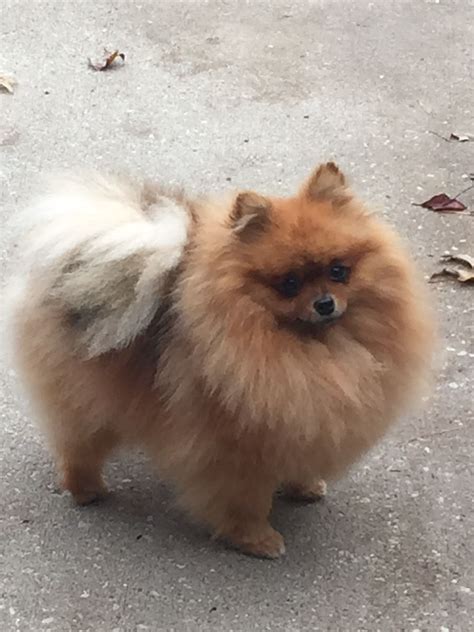 Pin on Zwergspitz/Pomeranian