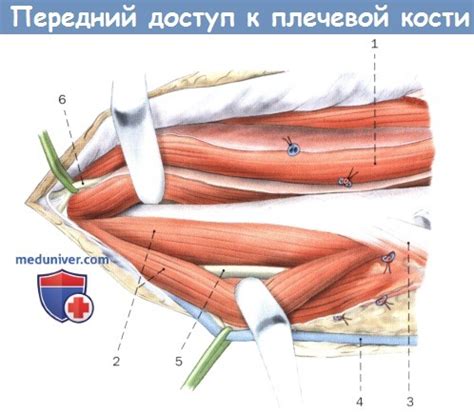 Техника переднего доступа к плечевой кости