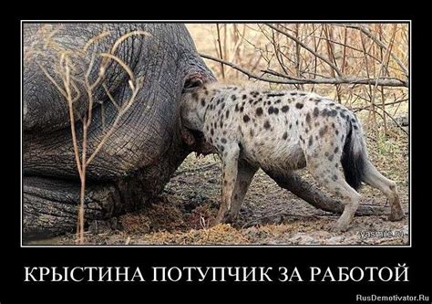 КРЫСТИНА ПОТУПЧИК ЗА РАБОТОЙ » Демотиваторы по-русски - Создать демотиватор