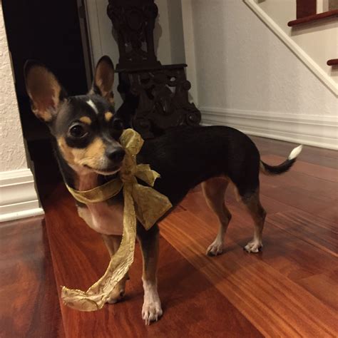 Chihuahua Love: Cute Deer Face Chihuahua