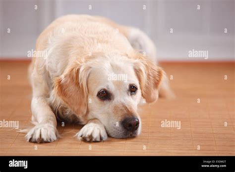 Portrait of sad Golden Retriever Stock Photo - Alamy