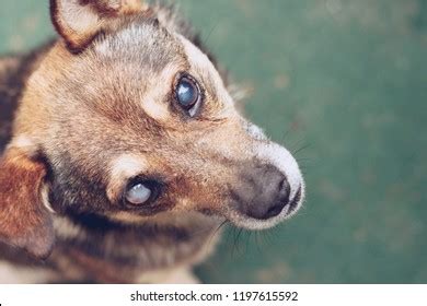 What Does A Blind Dog See