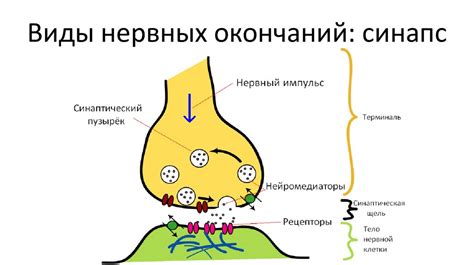 Нервные окончания - презентация онлайн