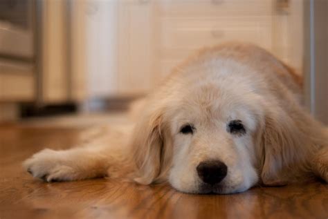 Cognitive Dysfunction in Dogs