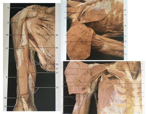 Muscles that move the Humerus Diagram | Quizlet