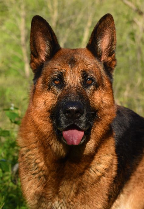 Blue Ridge Lane Farm & German Shepherds | Wake VA
