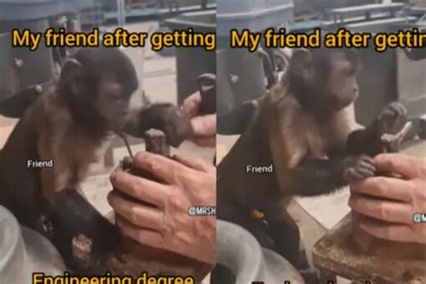 Watch: ‘Engineer’ Monkey Working At Mechanic Shop Leaves Internet ...