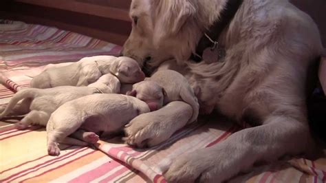 Newborn English Golden Retriever Puppies 1 Day Old! - YouTube