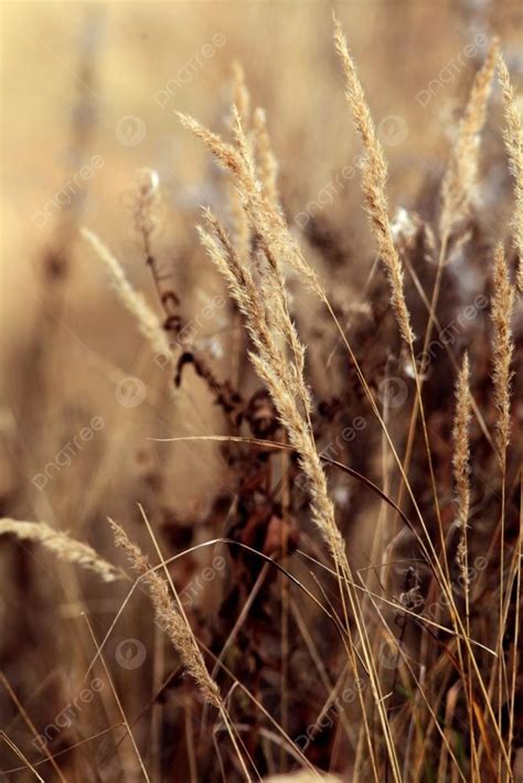 Dry Sedge Grass Background Photo And Picture For Free Download - Pngtree