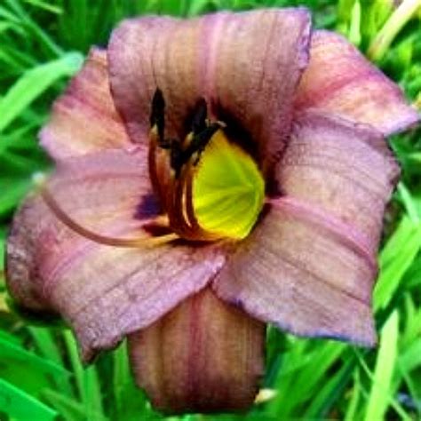 Ornamental Daylily Plants – Perfect for DIY Garden Makeovers - Walmart.com