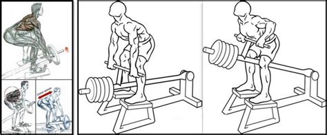 Силовые тренировки – тяга Т-Грифа | Bronze Gym
