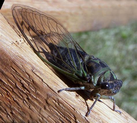 Cicadas 2024 Illinois - Anica Brandie