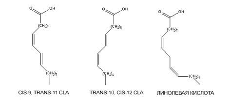 Что такое CLA - конъюгированная кислота