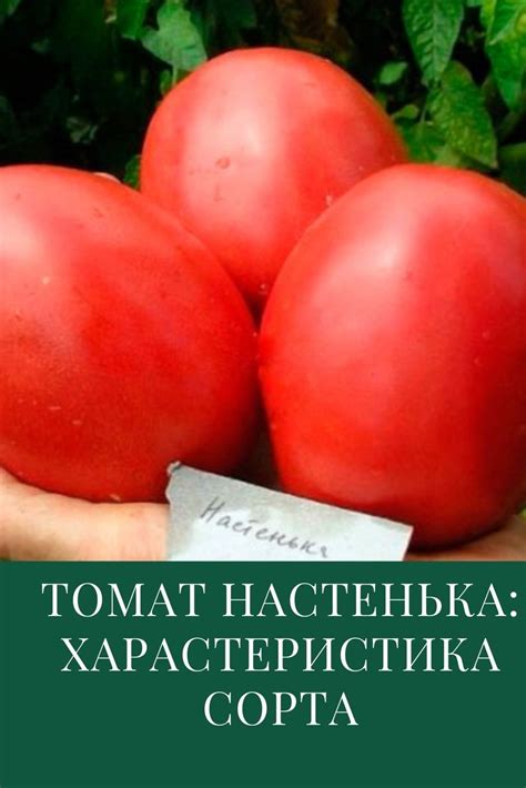 Томат Настенька: характеристика и описание сорта | Выращивание ...