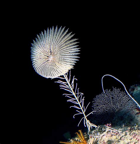 Sea Lily-Neocrinus decorus | Interesting animals, Ocean creatures