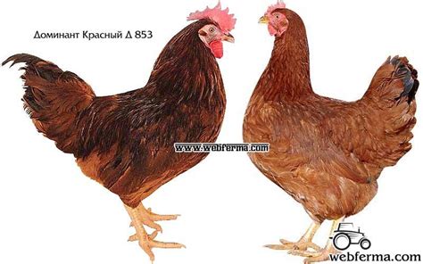 Фото Доминантов Кур — Bluemorphotours.ru