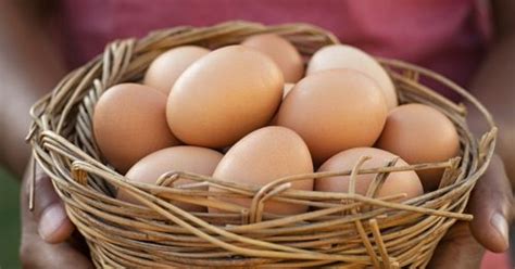 ORGANIC EGG PRODUCTION - ENGLISH MONTHLY MAGAZINE