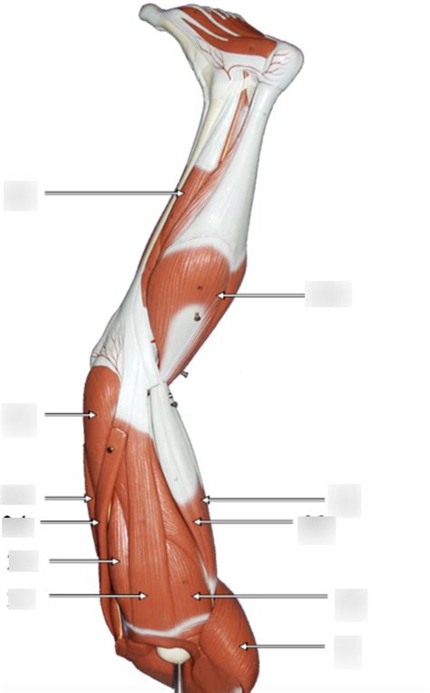 lesson  skeletal muscles  leg diagram quizlet