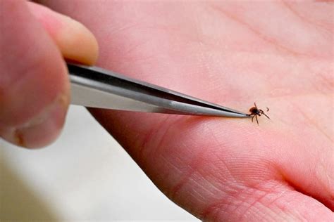 tick incidents increase   northeast