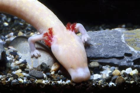The Secret in their Eyes | CNRS News