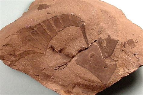 Eurypterid 4 - Cochise College Geology