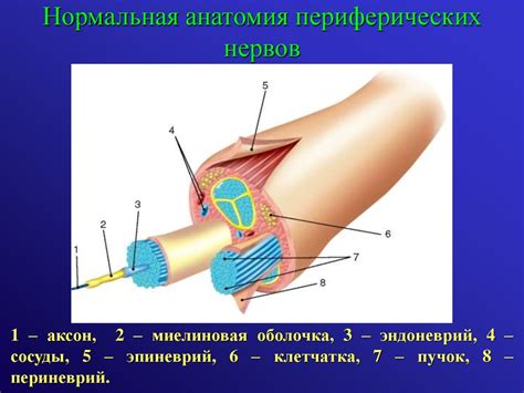 Ультразвуковое исследование периферических нервов - презентация онлайн
