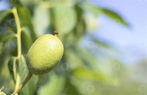 Green young walnuts grow on a tree. Variety Kocherzhenko close-up. The